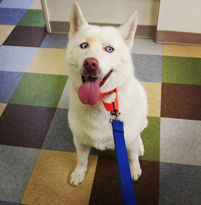 Miley está buscando un nuevo hogar