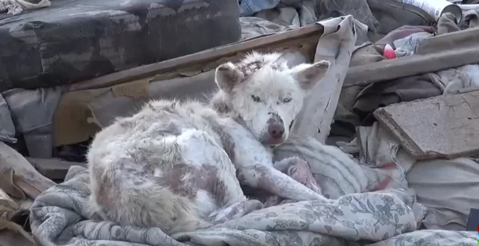 Miley vivía en un basurero