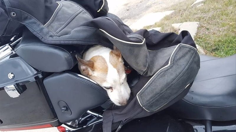Motociclista rescata a un perro Motociclista rescata a un perro