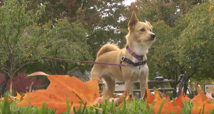 Niña salvó a una perra que iba a ser parte del comercio de carne para perro