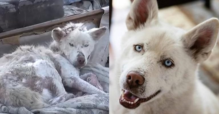 Perrita que vivió en un montón de basura durante meses de transforma sorprendentemente