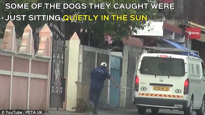 Perreras estan asesinando a los perros con inyecciones letales
