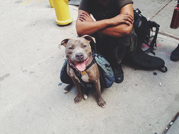 Perro