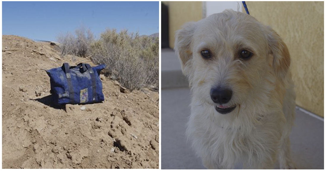 Perro abandonado dentro de un bolso en el desierto