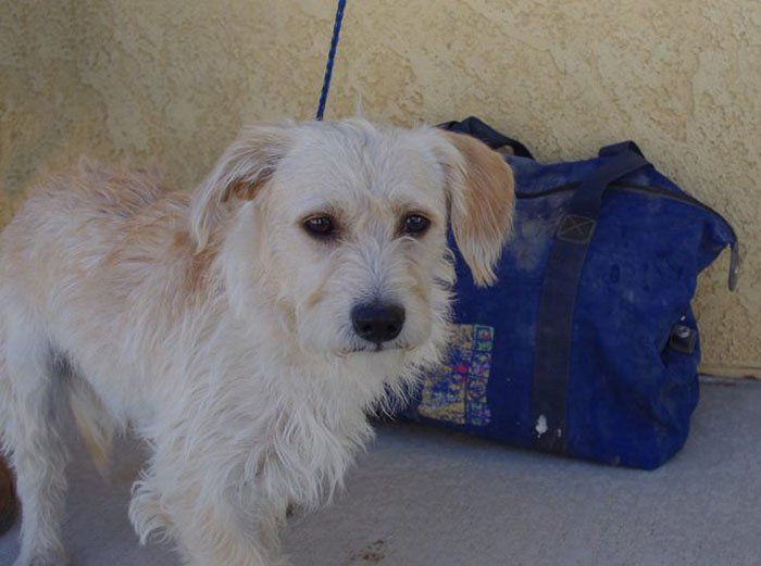 Perro abandonado en el desierto