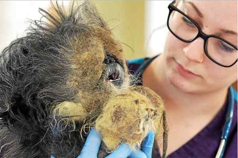 Perro abandonado por años