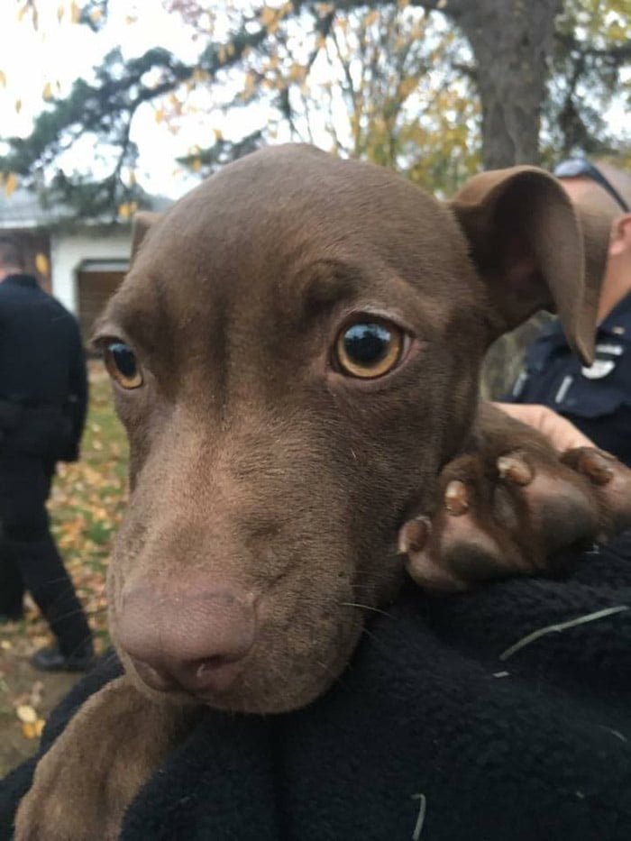 Ho trovato il cane nel cortile di una casa