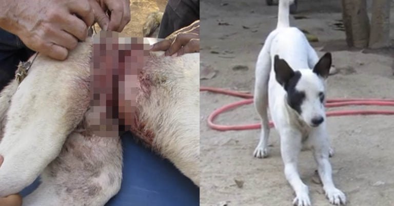Este perro tuvo una maravillosa recuperación tras tener su cuerpo prácticamente dividido en dos por un alambre