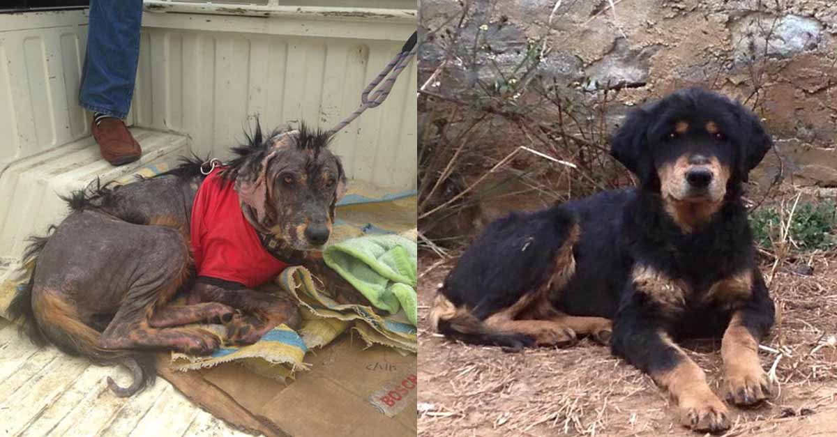 Perro sin hogar y enfermo logra recuperarse gracias al amor