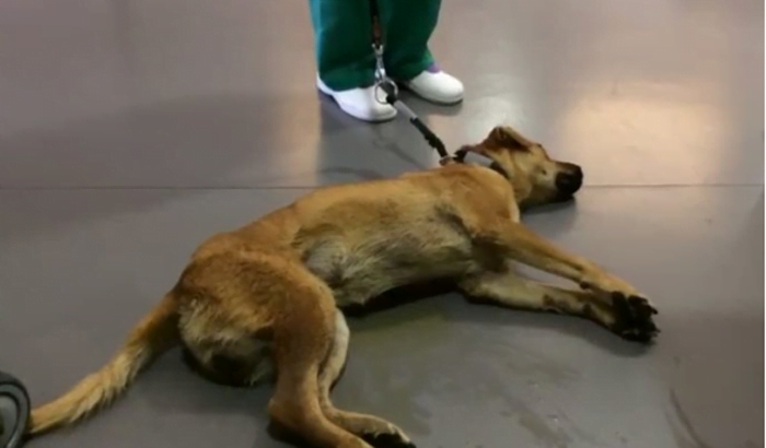 Perro traumatizado por recibir maltrato