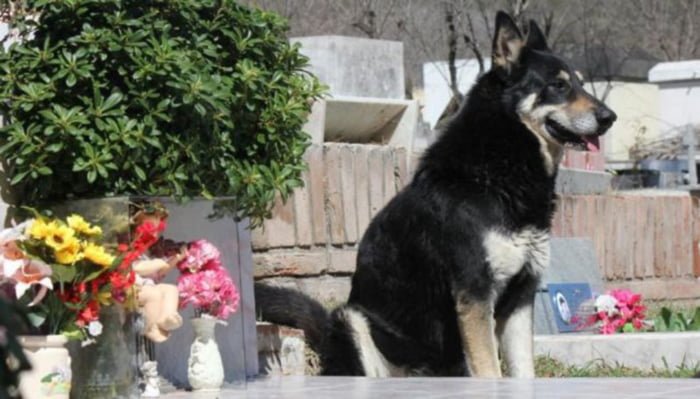 Cane vive in un cimitero