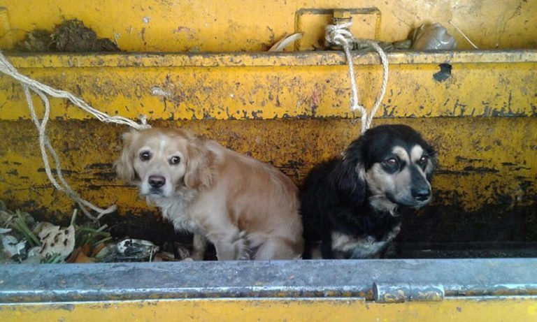 Se querían deshacer de sus perros y los arrojaron al camión de la basura, pero ahora sus vidas han cambiado