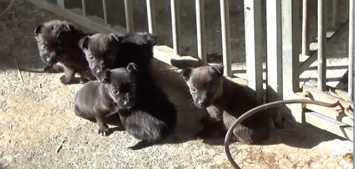 Perros de una granja de cachorros