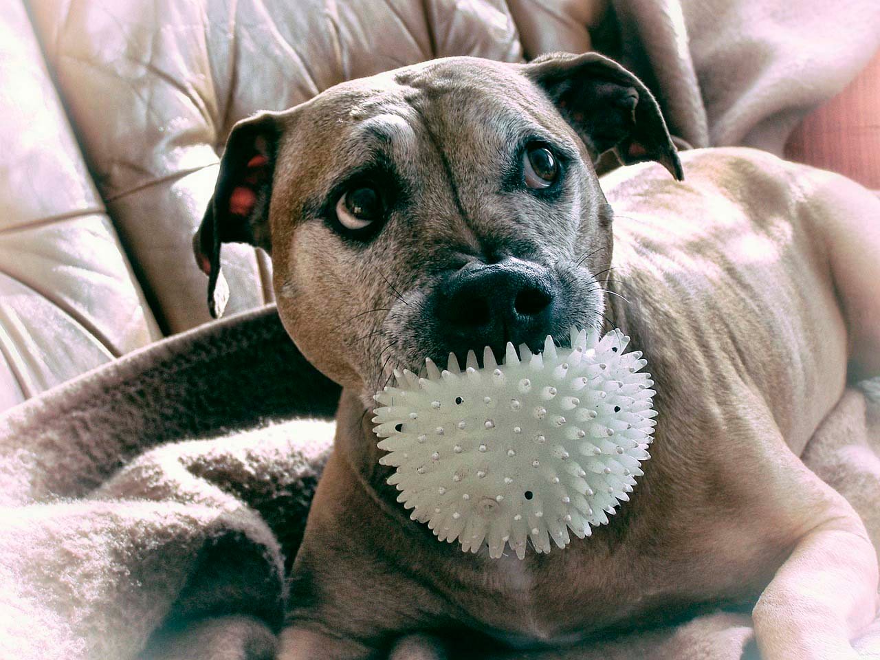 Pitbull
