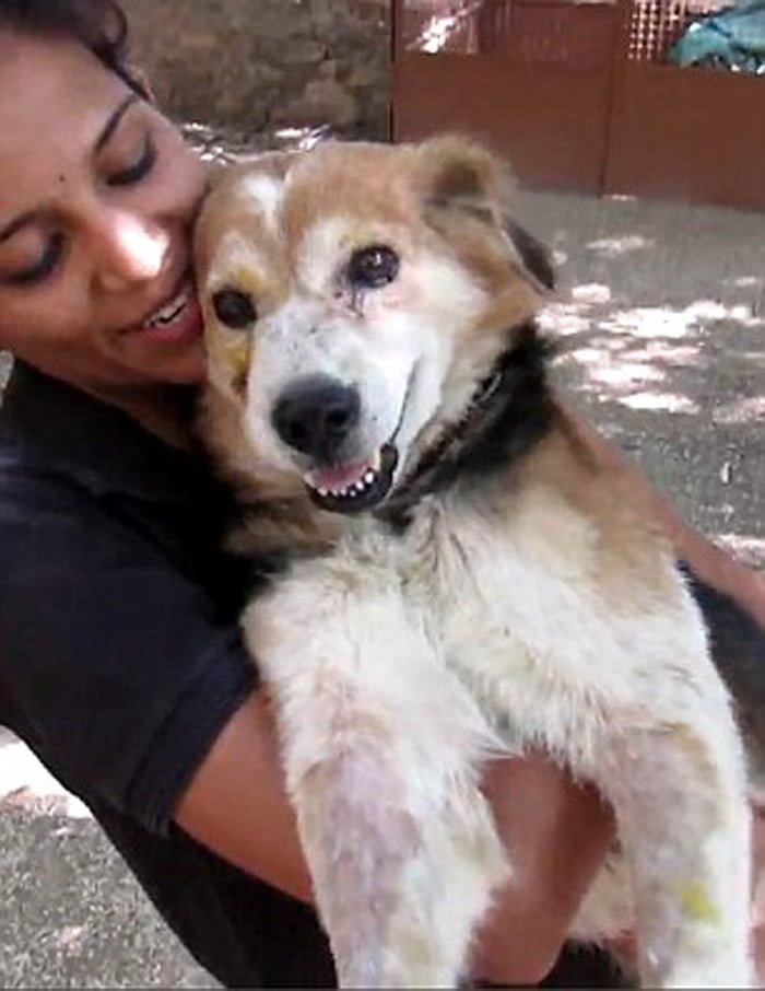 Teddy Bear Teddy Bear es feliz