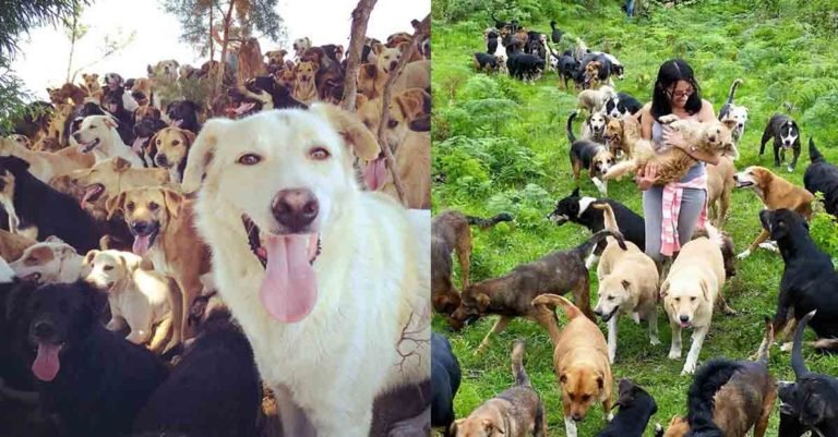 Territorio de Zaguates es considerado el paraíso de los perros sin hogar en Costa Rica