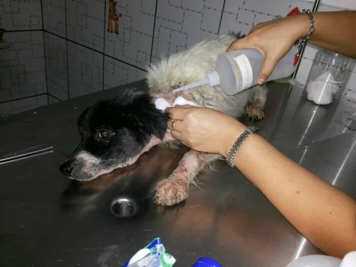Tratamiento veterinario para Anja