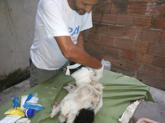 Wilson curando a Anja