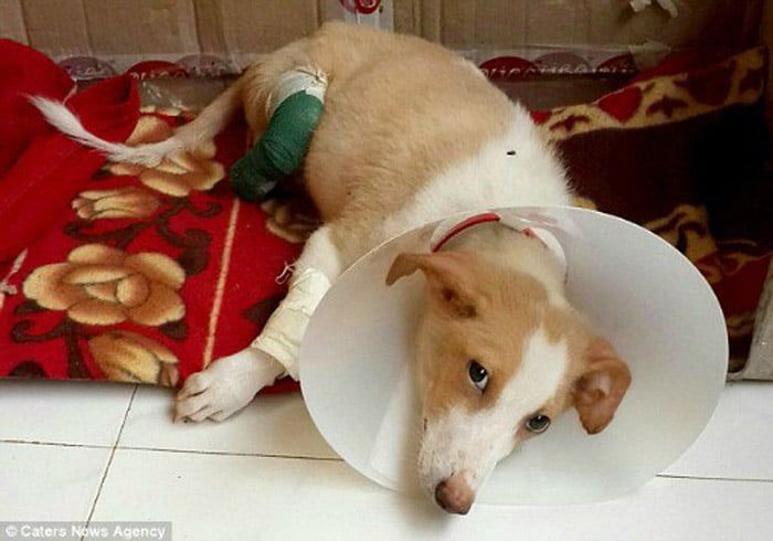 Estudiante de veterinaria amputó las patas de un perro para "practicar"