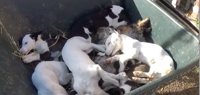 cachorros fueron tirados en una carretilla