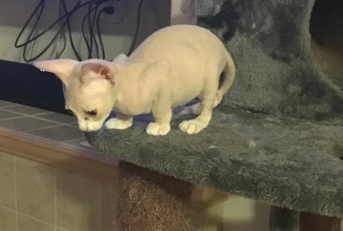 Stripes Gata fue rapada y vendida como raza Sphynx