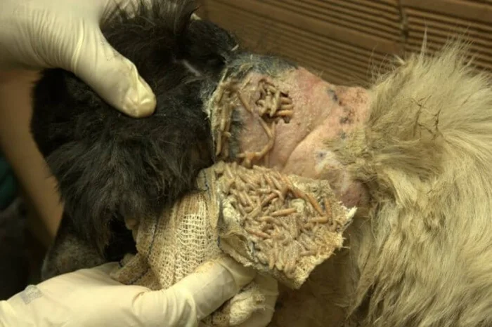 Gusanos en el cuello de Anja