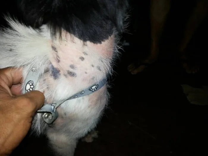 las heridas de Anja mejoraron