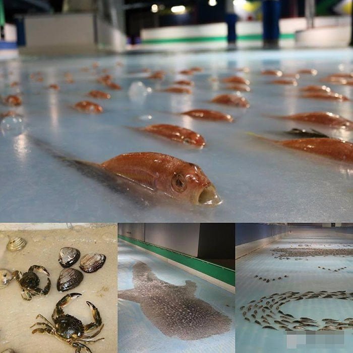 peces congelados en parque temático