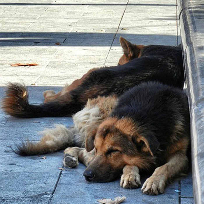Perros callejeros