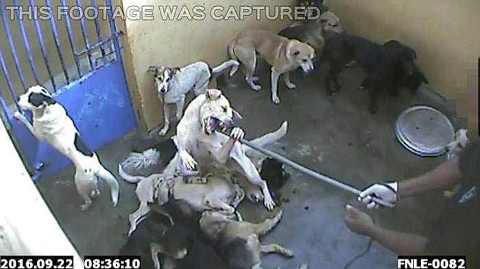 Perros están siendo asesinados en la Isla Mauricio