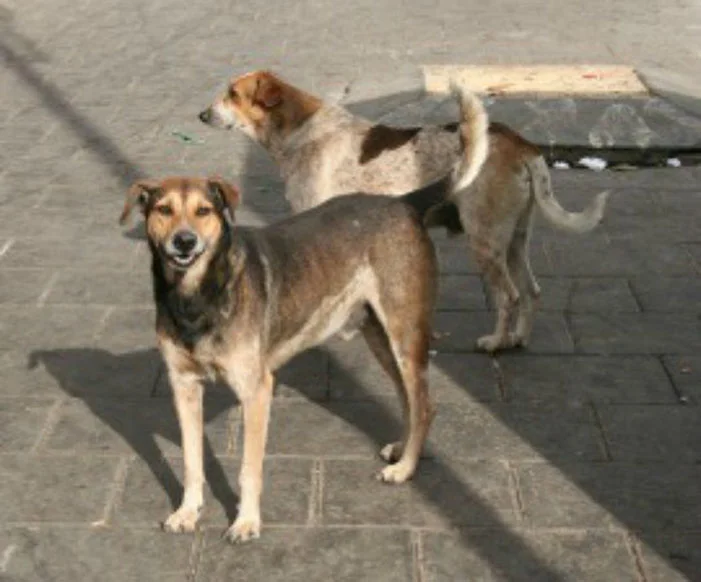 Perros callejeros