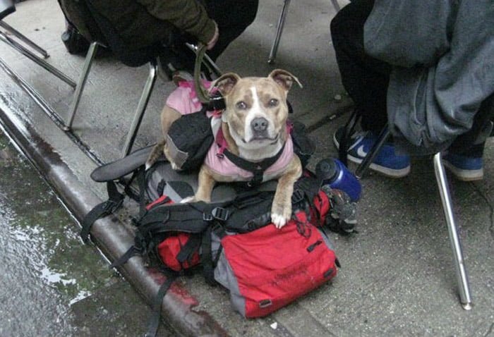 Refugio cuida a perros sin hogar