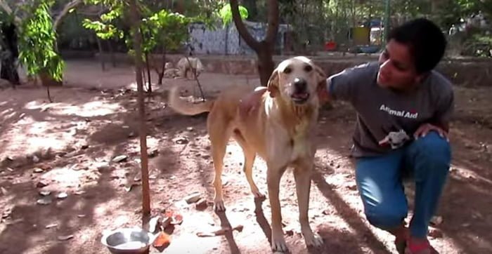 Este perro sin hogar tenía un absceso gigante debajo de su barbilla, pero ahora es un perro completamente diferente 4 A Mango le gusta correr y jugar con sus rescatistas
