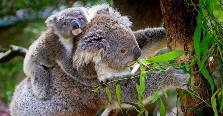 Animales Herbívoros – Curiosidades, características y ejemplos