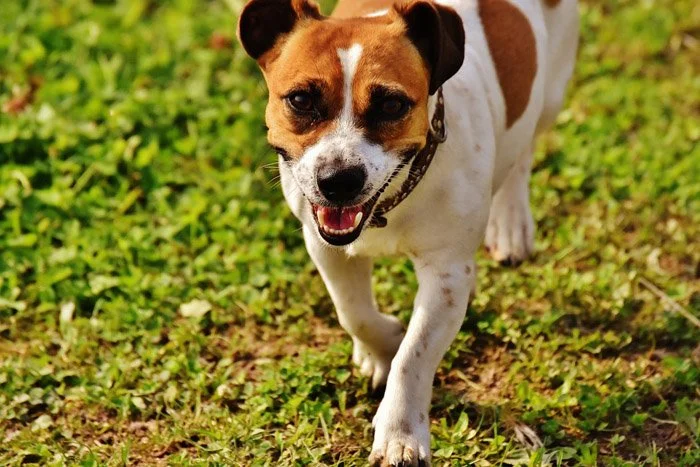 Artritis en perros