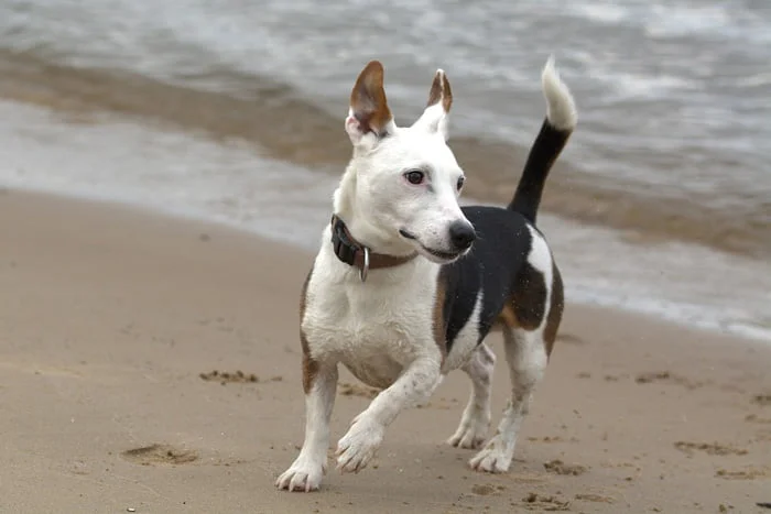 Artritis en perros