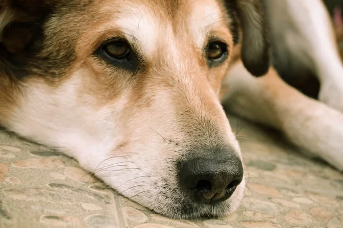 Artritis en perros