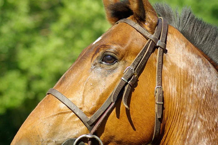 Caballo
