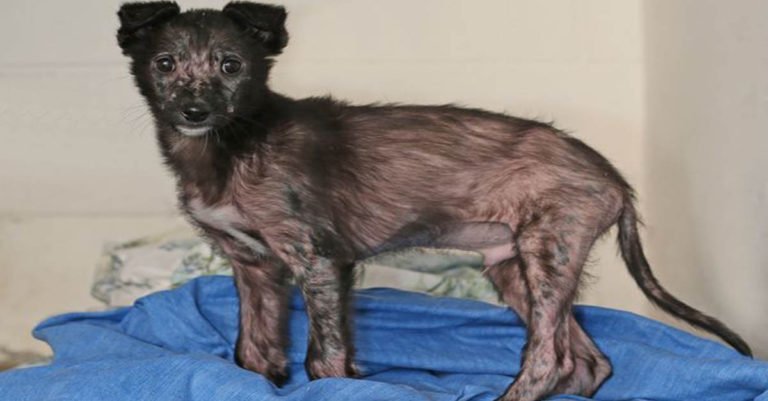Este cachorro estuvo a punto de morir congelado, pero fue rescatado a tiempo