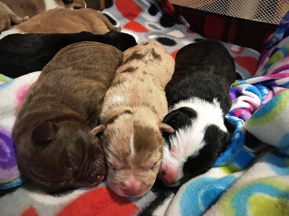 Cachorros rescatados por un policía