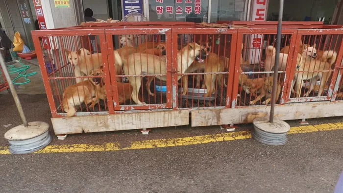 Carne de perro Carne de perro