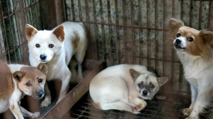 Carne de perro en Corea del Sur Carne de perro en Corea del Sur