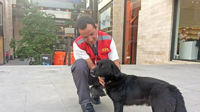 Centro comercial da hogar temporal a perros rescatados