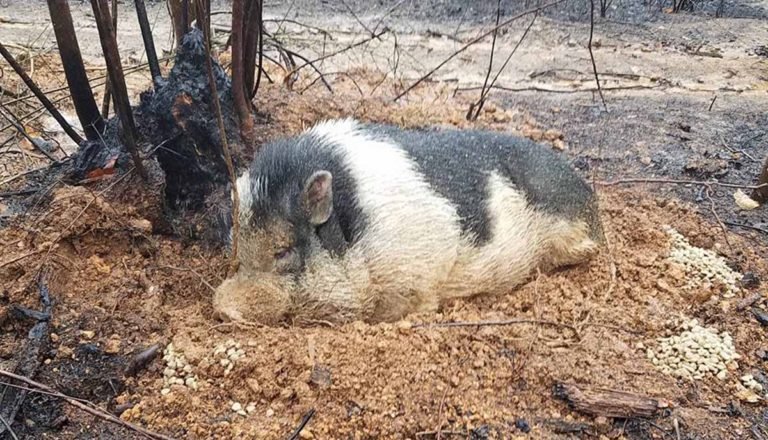Familia vuelve a su casa consumida por un incendio forestal y su cerdo mascota los esperaba