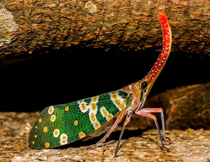Cigarra