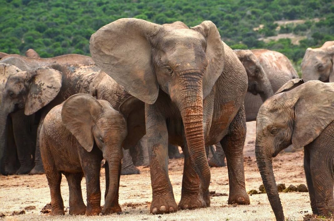 Elefantes Africanos Están Naciendo Sin Colmillos Debido A La Caza Furtiva