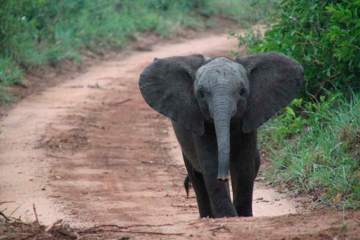 Elefantes Africanos Están Naciendo Sin Colmillos Debido A La Caza Furtiva