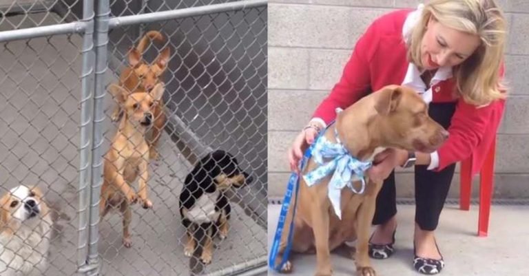 Mujer bondadosa se comprometió a pagar los gastos de adopción en un refugio animal hasta que inicie el 2017