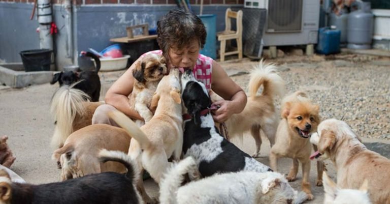 Esta mujer dedica su vida a rescatar a los perros sin hogar de Corea del Sur