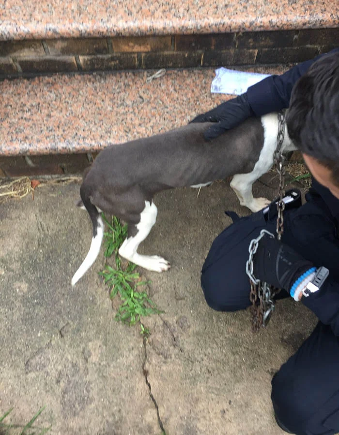 Esta cachorra encontró un hogar para siempre después de haber estado encadenada y encerrada sin agua ni alimento 1 Esta cachorra estaba desnutrida